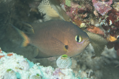 Pycnochromis atripes
