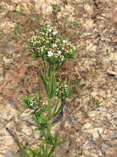 Spermacoce hispida observed 2018-05-25