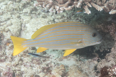 Plectorhinchus chrysotaenia