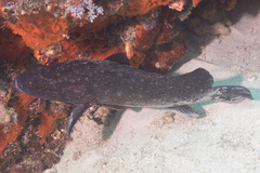 Epinephelus coeruleopunctatus