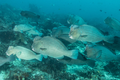 Green Humphead Parrotfish photo 4