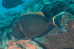 Acanthurus bariene