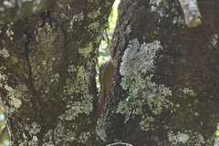 Lepidocolaptes leucogaster