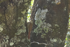 Lepidocolaptes leucogaster