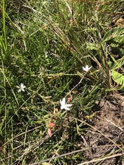 Oxygonum dregeanum