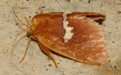Monoleuca semifascia