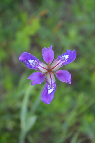 Image of Iris dichotoma by (c) Ochirnima Nimaev, some rights reserved (CC BY)