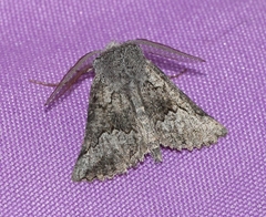 Drepanogynis interscripta