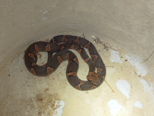 Rainforest Cat-eyed Snake