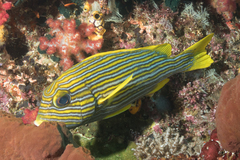 Plectorhinchus polytaenia