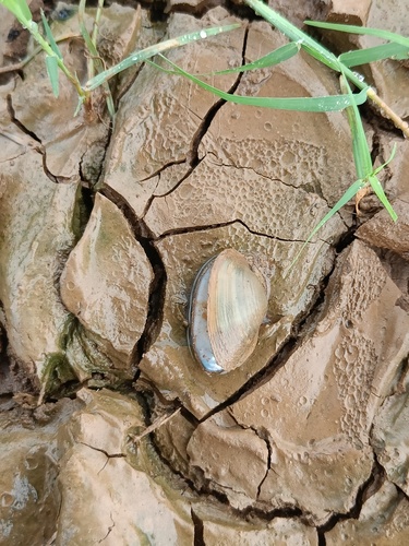 Indonaia caerulea observed 2023-07-16