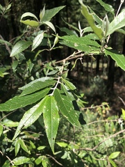 Buddleja auriculata