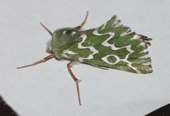 Drepanogynis bifasciata