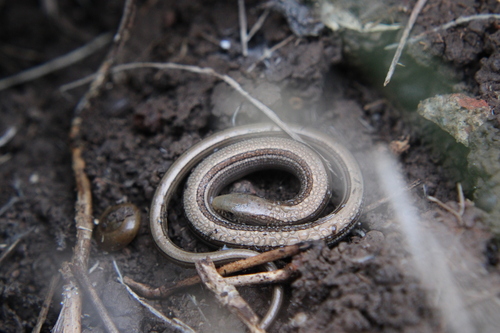 Middle worm lizard, Ophiodes intermedius