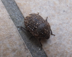 Psacasta exanthematica