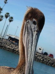 Pelecanus occidentalis