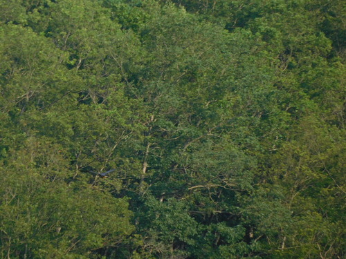 Green Heron photographed in Pennsylvania