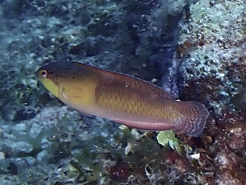 Yellowhead wrasse (Halichoeres garnoti) — Labridae — 5