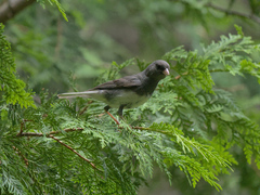 Junco hyemalis image