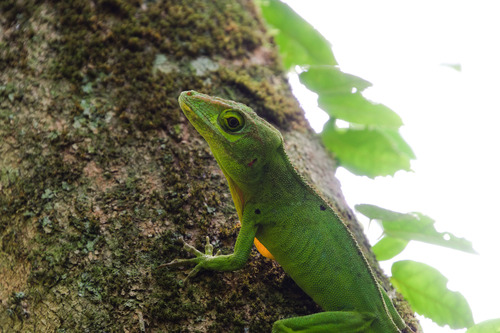 Puerto Rican Giant Anole (Anolis cuvieri)
