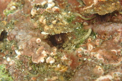 Phragmatopoma virgini