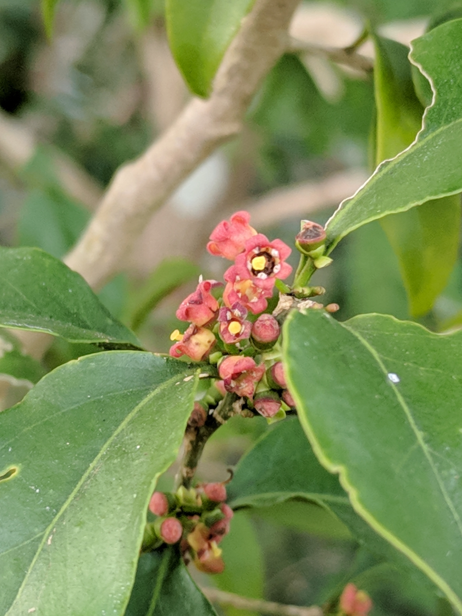 Schoepfia schreberi