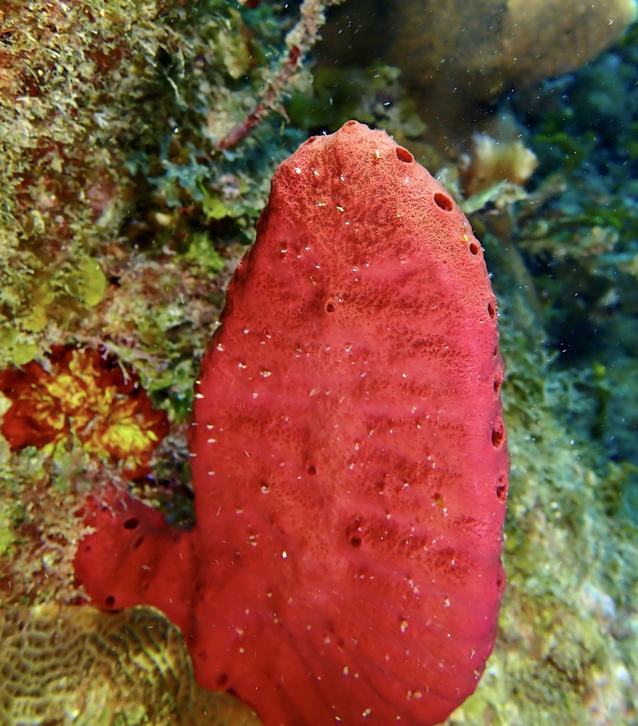Amphimedon nodosa