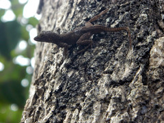 Anolis ignigularis