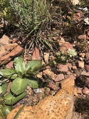 Alepidea setifera
