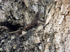 Anolis ignigularis