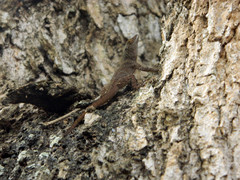 Anolis ignigularis