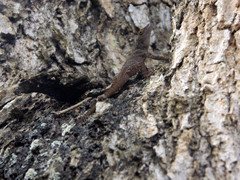 Anolis ignigularis
