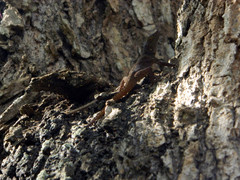 Anolis ignigularis