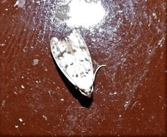 Scatochresis innumera