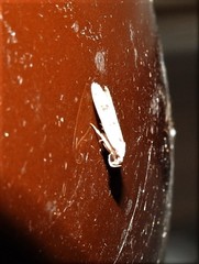 Scatochresis innumera