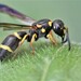 Formigas, Abelhas e Vespas - Photo (c) Riley Walsh, alguns direitos reservados (CC BY-NC), uploaded by Riley Walsh