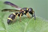 Ants, Bees, Wasps, and Sawflies - Photo (c) Riley Walsh, some rights reserved (CC BY-NC), uploaded by Riley Walsh