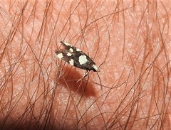 Limnaecia tetraplanetis