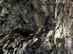 Anolis ignigularis