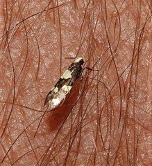 Limnaecia tetraplanetis