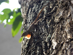 Anolis ignigularis