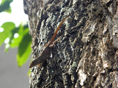 Anolis ignigularis