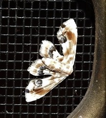 Holocryptis phasianura