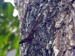 Anolis ignigularis