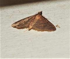 Hyalobathra crenulata