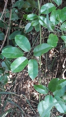 Stauntonia hexaphylla