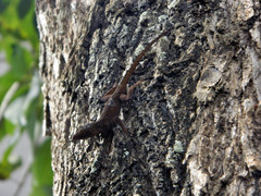 Anolis ignigularis