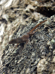 Anolis ignigularis