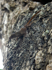 Anolis ignigularis
