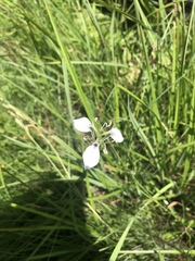 Moraea pubiflora